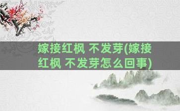 嫁接红枫 不发芽(嫁接红枫 不发芽怎么回事)